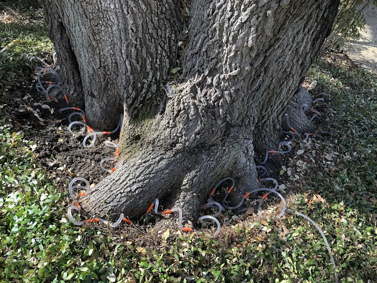 Detailed Shrub and Hedge Trimming job site in Bosque