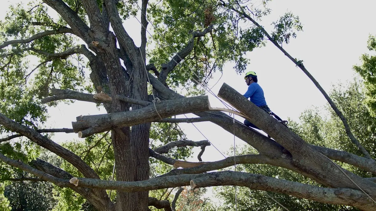 Professional Crown Thinning performed by certified arborists in Bosque