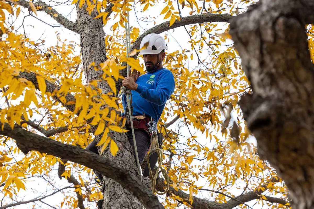 Skilled Tree Trimming crew working in Bosque